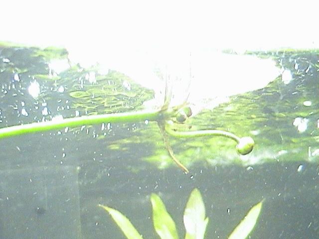 plant_3.JPG