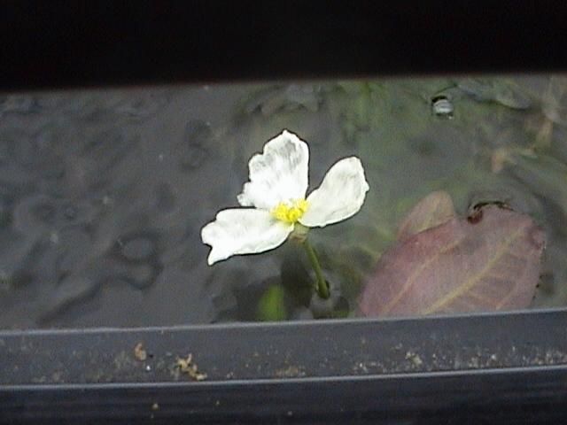 plant_4.JPG