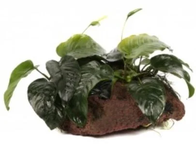 plante.jpg