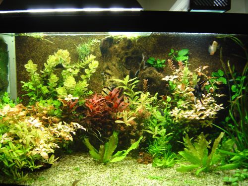 planted_tank.jpg