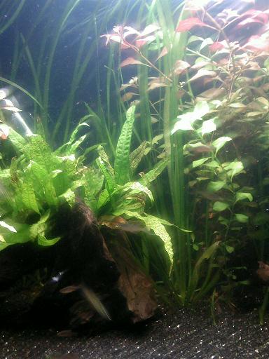Planted_tank_4.JPG