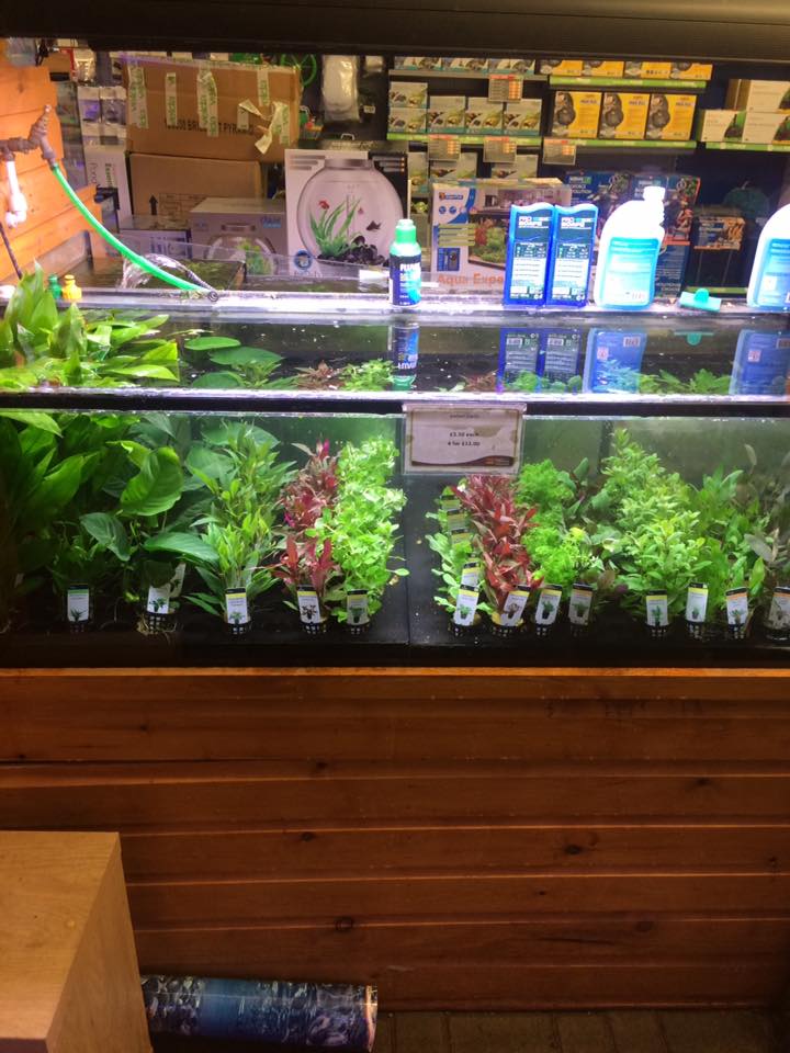 plants.jpg