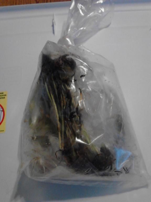 plants unopened1.jpg