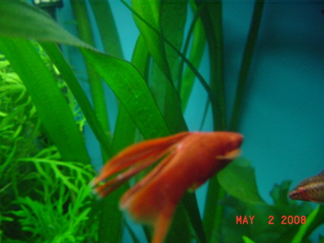 plants_102.jpg
