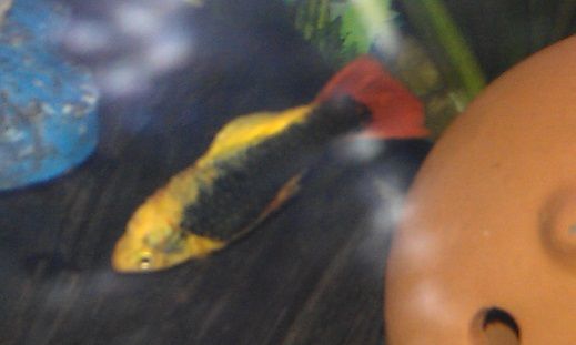Platy dropsy.jpg