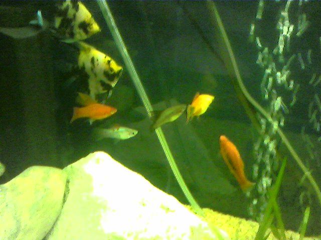 Platy1.jpg
