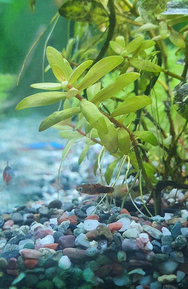platy2.jpg