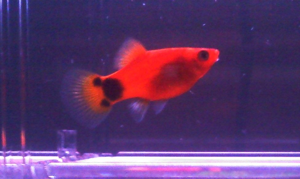 platy2.jpg