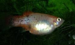 platy21.jpg