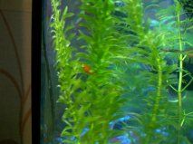 platy3.jpg
