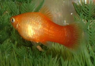 Platy_Birth3.JPG