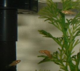 Platy_Fry_Group.JPG
