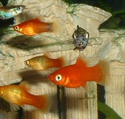 Platy_Group.JPG