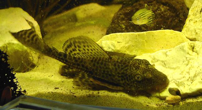 Plec.JPG