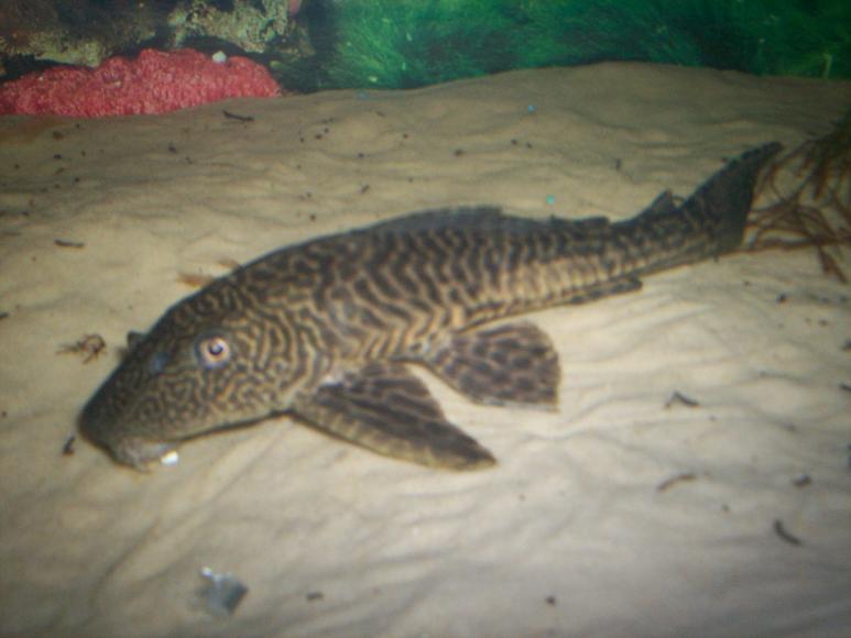 plec.JPG