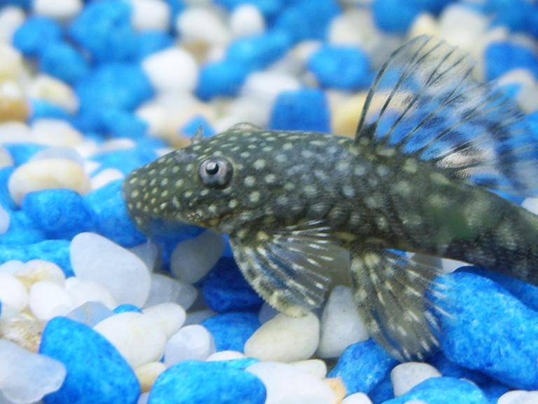 Plec.JPG
