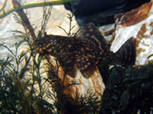 Plec.jpg