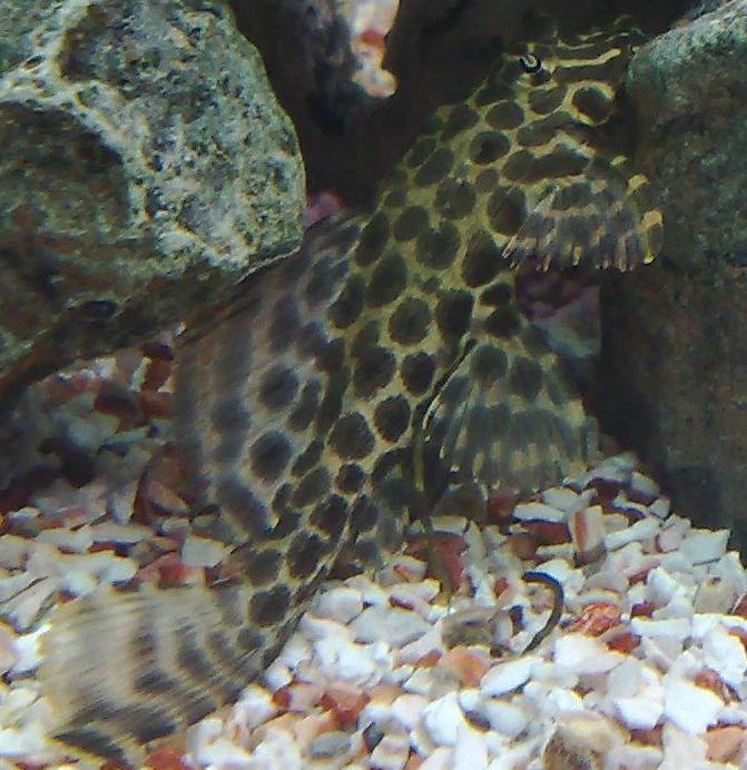 plec.JPG