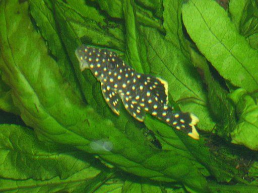 Plec.jpg
