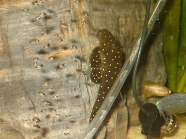 plec1.jpg