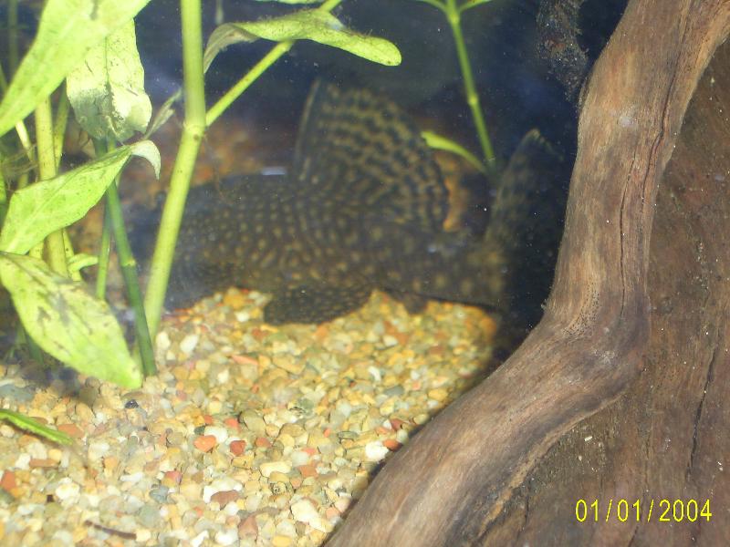 Plec_back.JPG