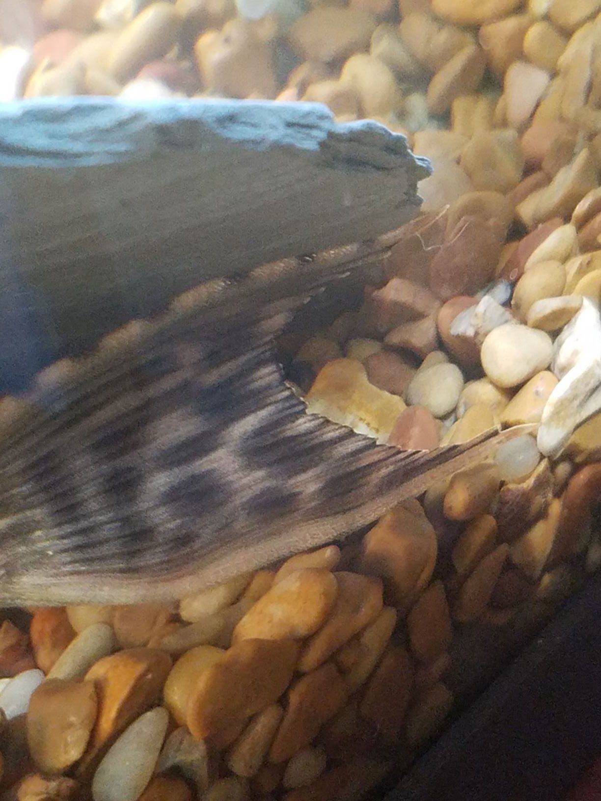 pleco-2019.jpg