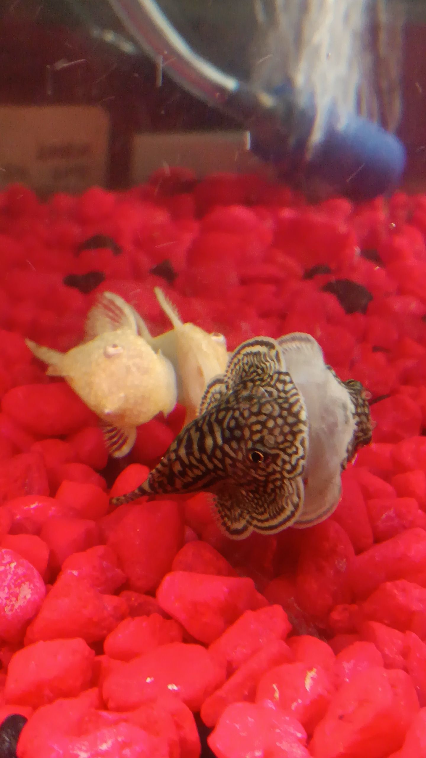Pleco and Louch