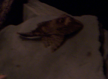 Pleco.gif