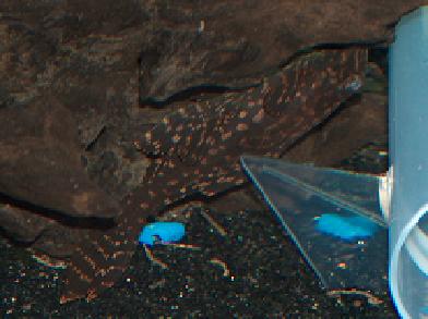 pleco.JPG