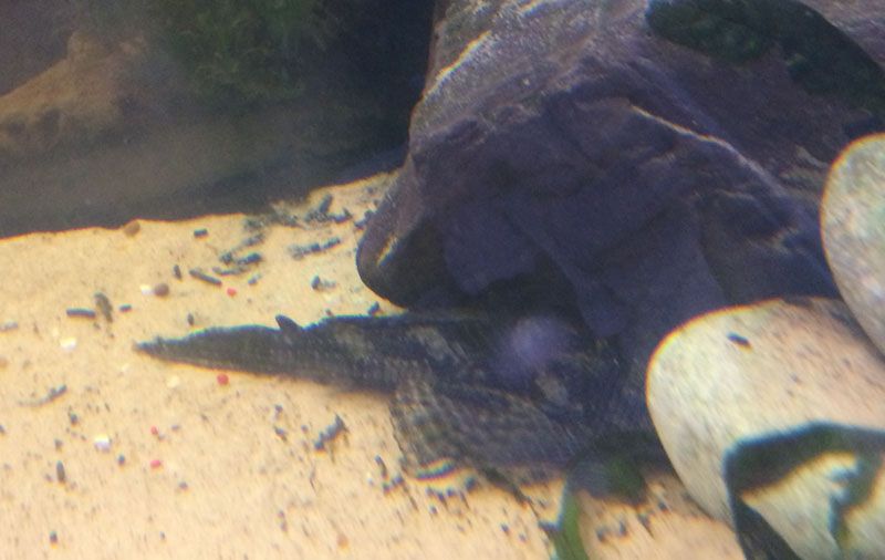 pleco.jpg