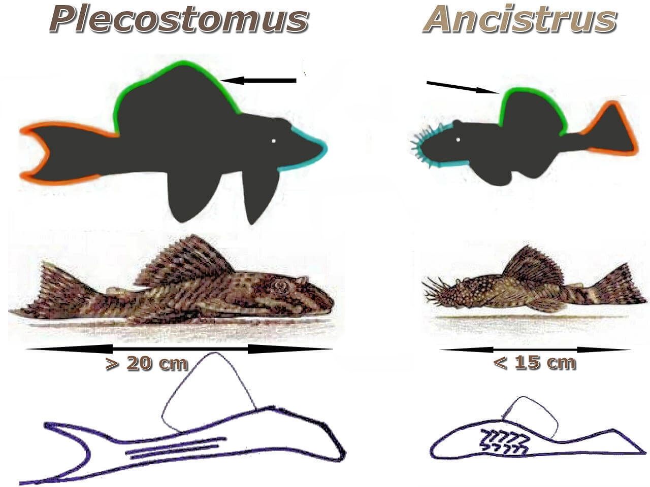 pleco vs ancistrus.jpg