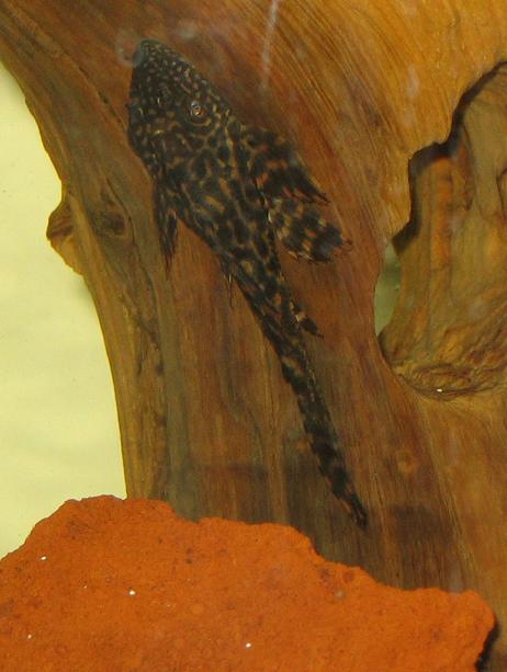pleco0002cropped.JPG