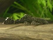 pleco2.jpg