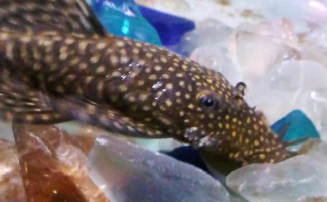 pleco2.jpg