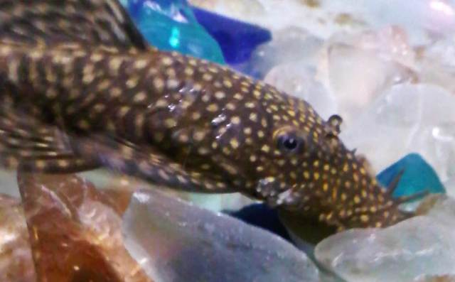 pleco2.jpg