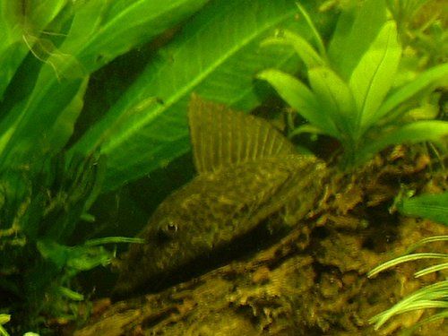 pleco3.JPG