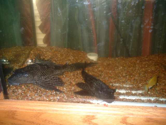 plecos.jpg