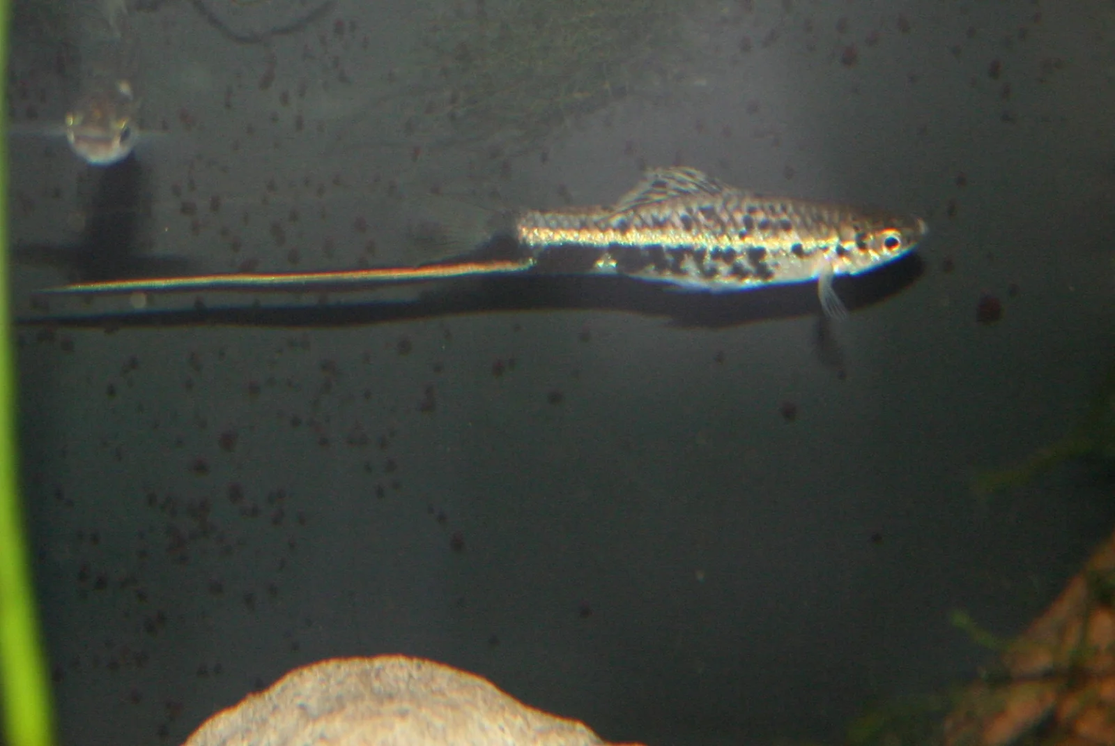 poeciliopsis and montezumae 005.webp