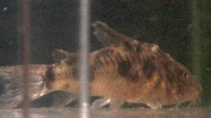 poolycory1.jpg