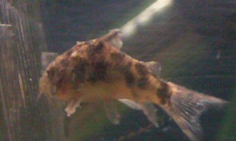 poolycory5.jpg
