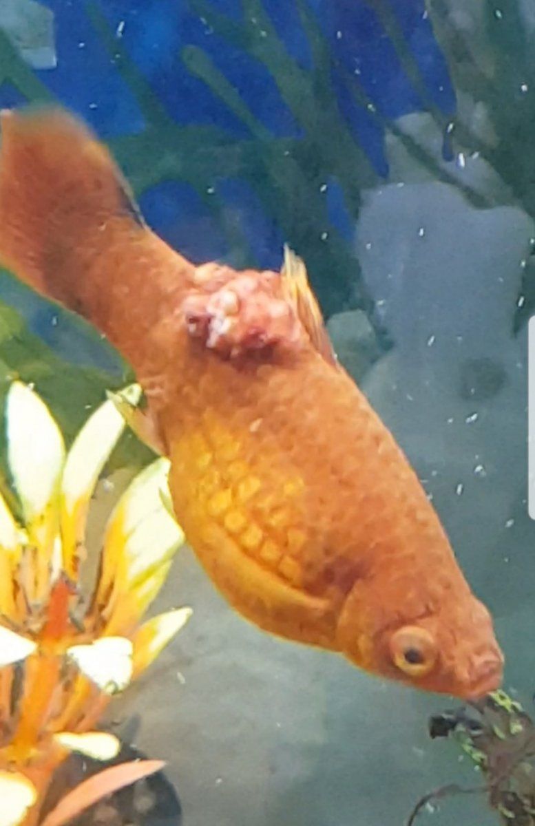 Poorly B-Mu Fish Pics!2.jpg