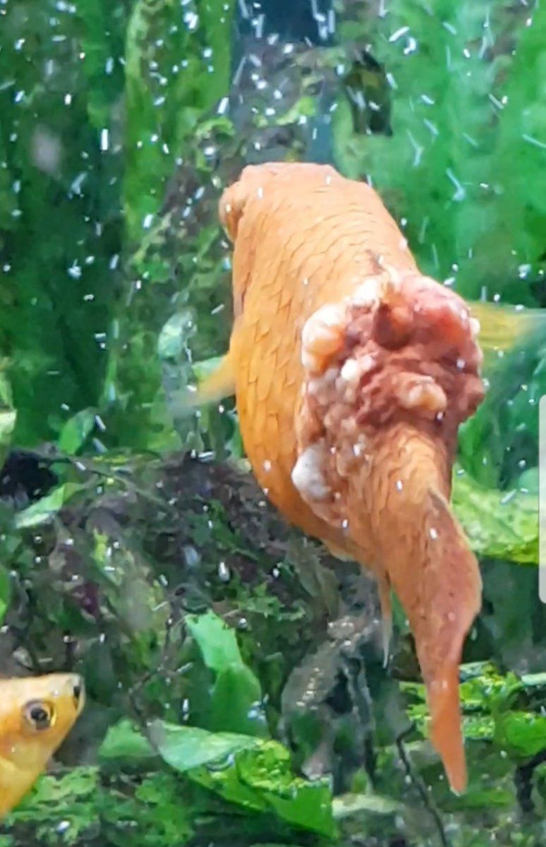 Poorly B-Mu Fish Pics!4.jpg