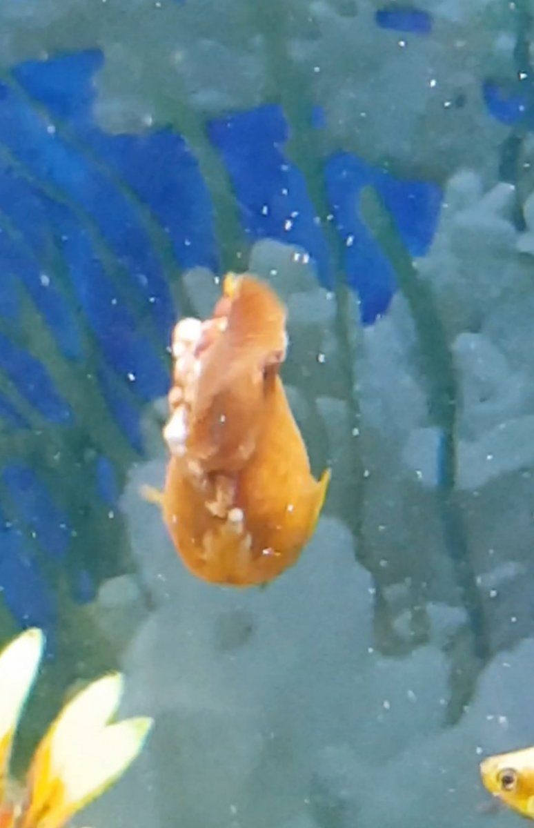 Poorly B-Mu Fish Pics!7.jpg