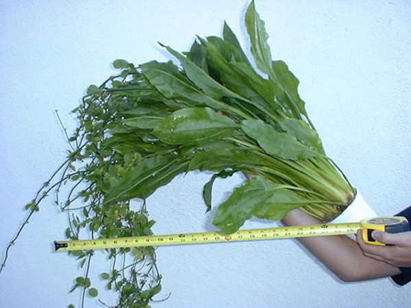 PotMotherMonsterAmazonSword.jpg