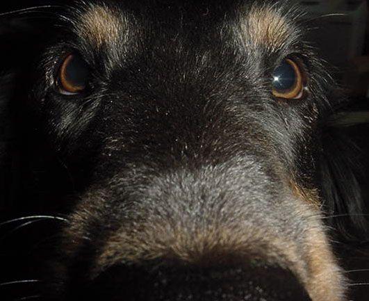 preciuosnose.jpg