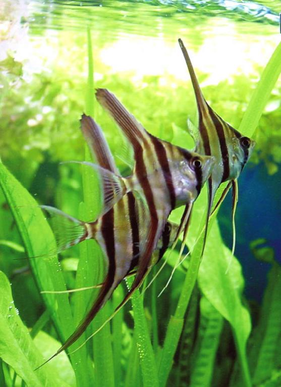 Pterophyllum altum1.jpg
