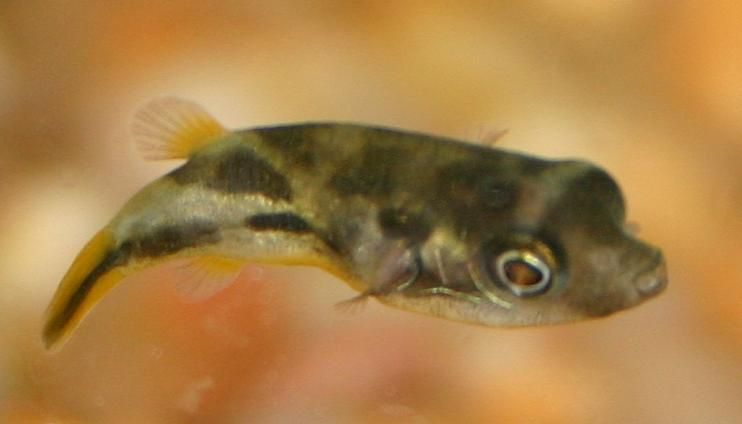 puffer.JPG
