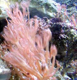 pulsexenia.jpg