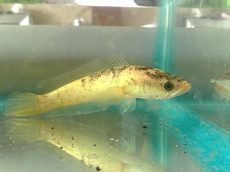 Punctata1.jpg