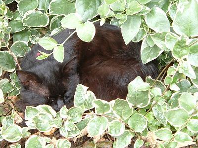 pusspuss.JPG